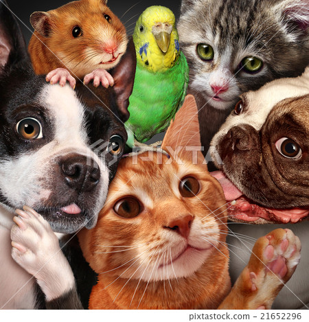 Pet Group Pet Group 21652296