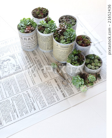 Planting succulent plants Planting succulent plants 21652436