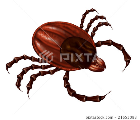 Tick Insect Tick Insect 21653088