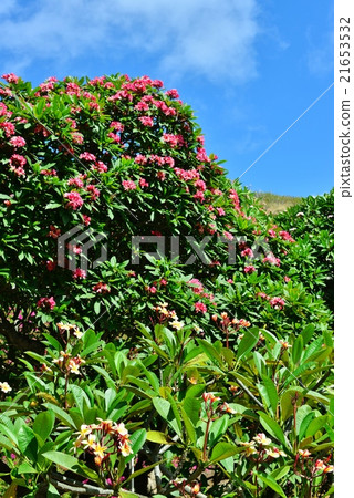 Holidays in Hawaii 21653532