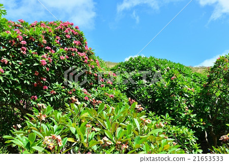 Holidays in Hawaii 21653533