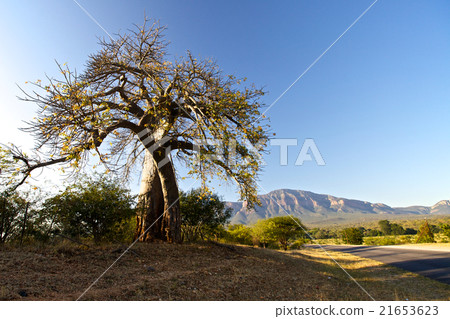 Baobab tree 21653623