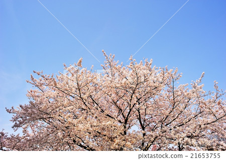 Cherry tree in full bloom  21653755