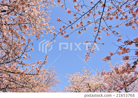 Cherry tree in full bloom  21653768