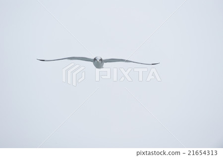 Flight of Mitsuyuki gull. 21654313
