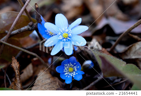 Hepatica nobilis 21654441