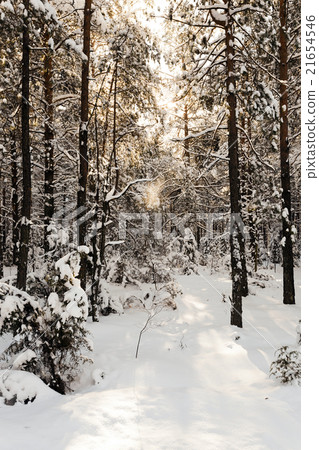 trees in winter   21654546