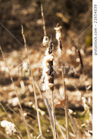 Yellow reeds spring Yellow reeds spring 21654839