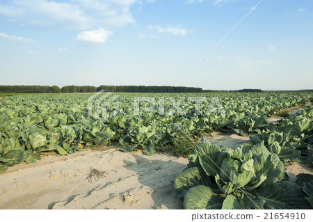 Green cabbage in a field Green cabbage in a field 21654910