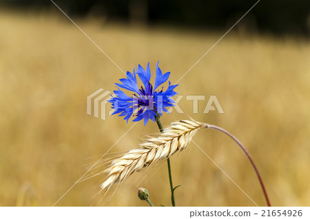 cornflowers on the field  21654926