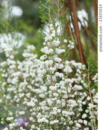 莉莉纈草 莉莉纈草 21655014