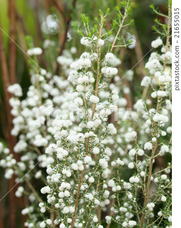 莉莉纈草 莉莉纈草 21655015