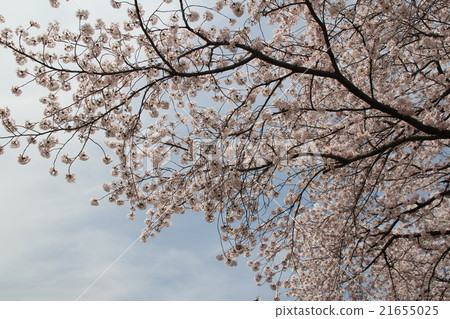 櫻桃樹 櫻桃樹 21655025