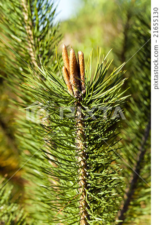 spruce forest, nature spruce forest, nature 21655130