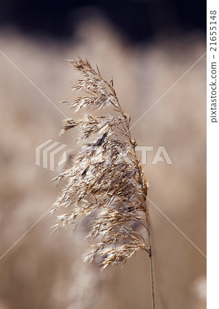 autumn grass, close-up autumn grass, close-up 21655148