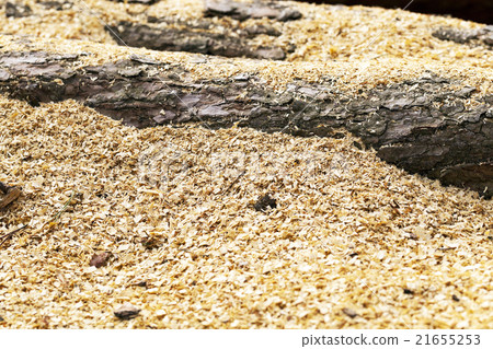 timber. forest. Spring   21655253