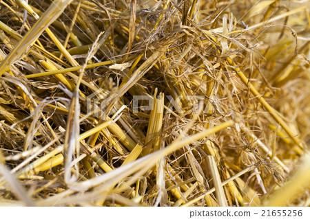 Field after harvest   21655256