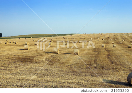 Field after harvest Field after harvest 21655290