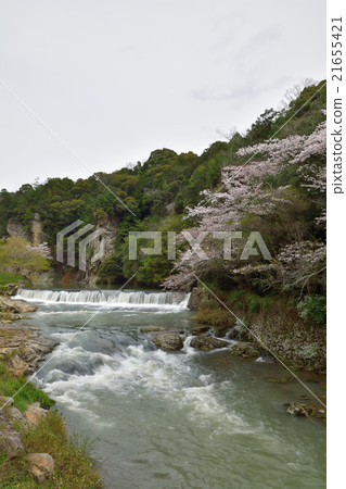 Inagawa的屏幕和櫻花 21655421