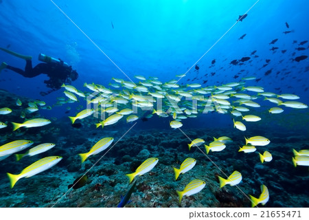 Yosugefudai Yosugefudai 21655471