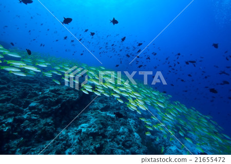 Yosugefudai 21655472