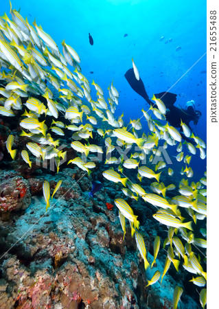 Yosugefudai 21655488