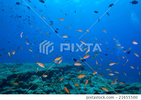 Flock of Hananai Flock of Hananai 21655500