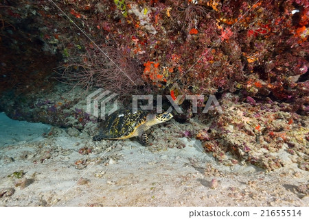 Yosugefudai Yosugefudai 21655514