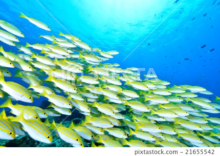 Yosugefudai Yosugefudai 21655542