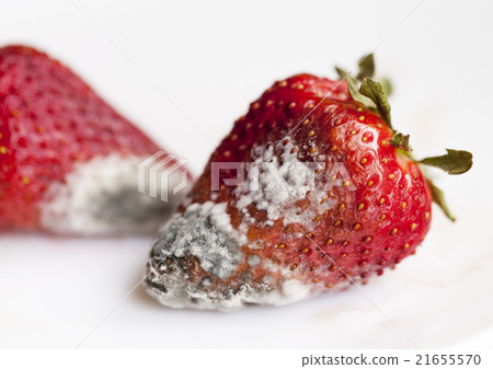 mold on strawberries mold on strawberries 21655570