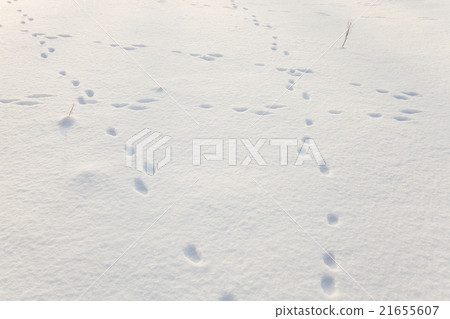 snow covered field snow covered field 21655607