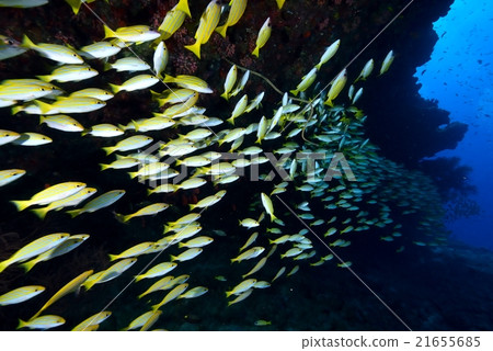 孟加拉鯛魚 孟加拉鯛魚 21655685