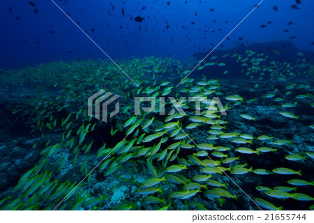 孟加拉鯛魚 孟加拉鯛魚 21655744