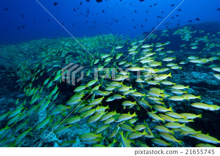 孟加拉鯛魚 孟加拉鯛魚 21655745