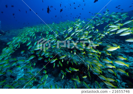 孟加拉鯛魚 孟加拉鯛魚 21655746
