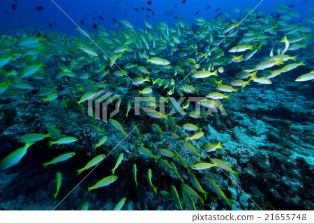 孟加拉鯛魚 21655748