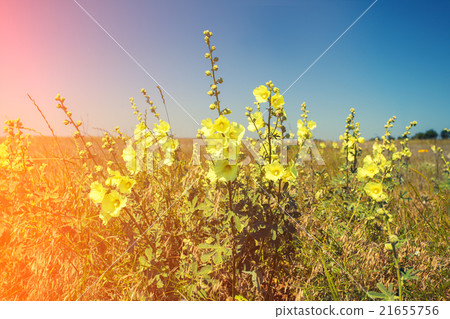 Mallow flowers on the field 21655756