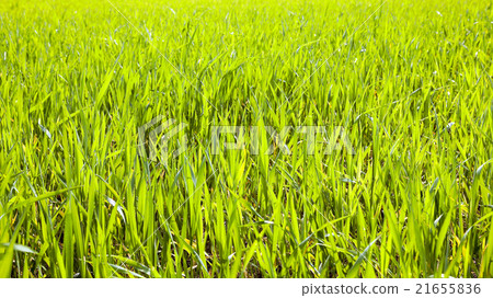 Agriculture. cereals. Spring Agriculture. cereals. Spring 21655836
