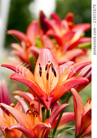 Photo agriculture, Europe   21655879