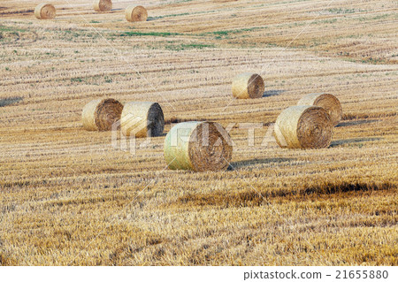 haystacks in a field of straw  21655880