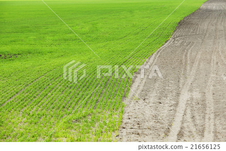 field with cereals  21656125