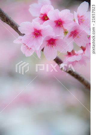 陽光櫻花燙M季花卉照片素材 21657023