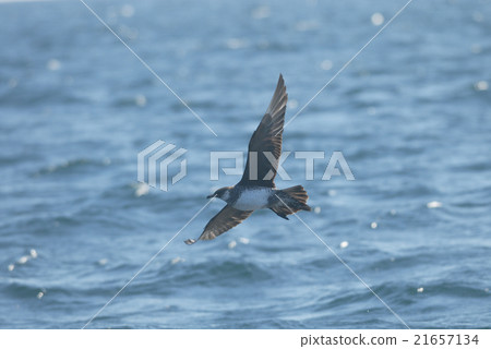 蜥蜴的飛行 21657134