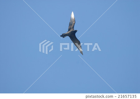 Flying sky gulls flying over the sky Flying sky gulls flying over the sky 21657135