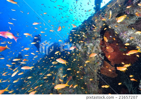 帆船和Hananai 21657207