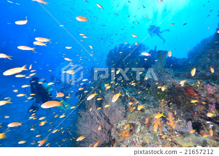 帆船和Hananai 21657212