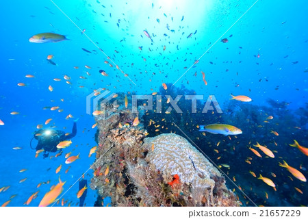 帆船和Hananai 21657229