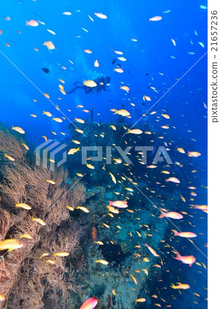 帆船和Hananai 21657236