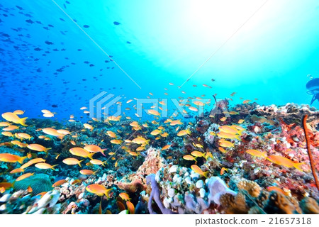 Flock of Hananai 21657318