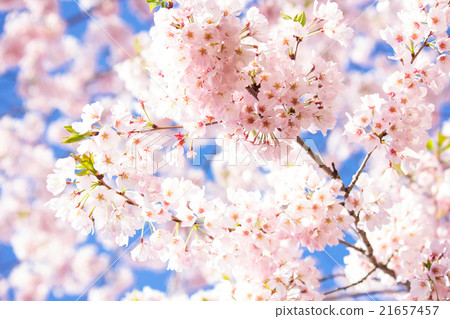 Cherry tree, close-up 21657457